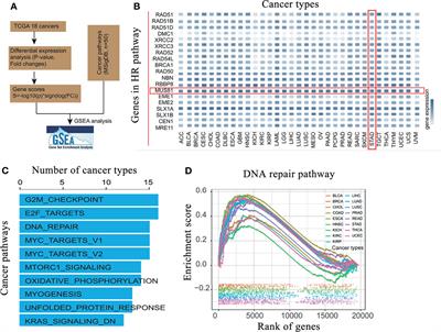 MUS81 Inhibition Enhances the Anticancer Efficacy of Talazoparib by Impairing ATR/CHK1 Signaling Pathway in Gastric Cancer